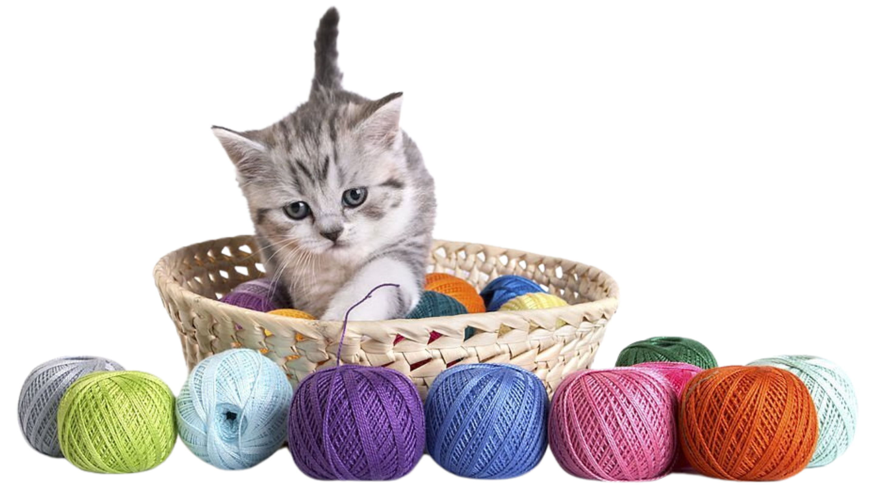Kitten in basket of wool