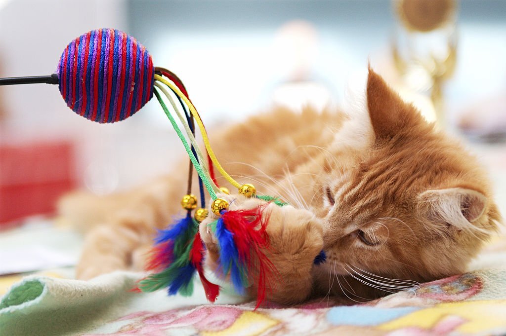 Cat playing with cat wand