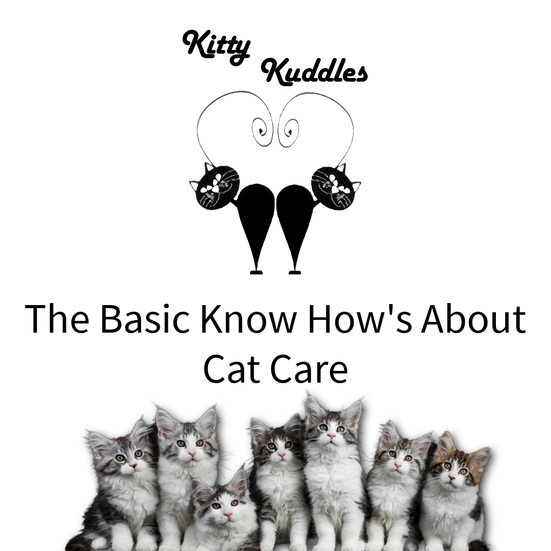 KK - Blog basic know how's about cat care