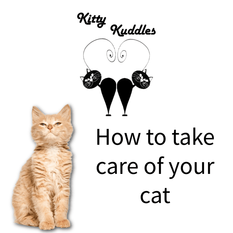 KK - Blog how to take care of your cat