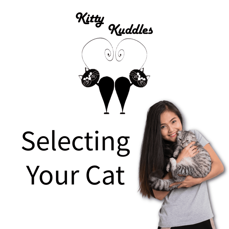 KK - Blog selecting your cat