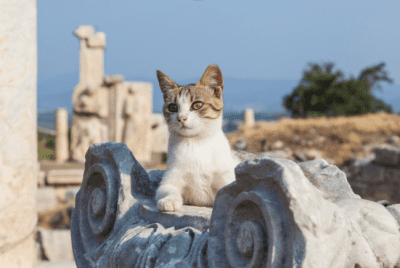cat resting with roman architecture