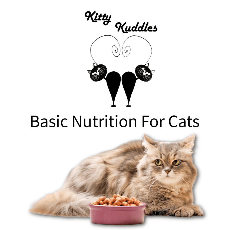 KK - Blog Basic Nutrition