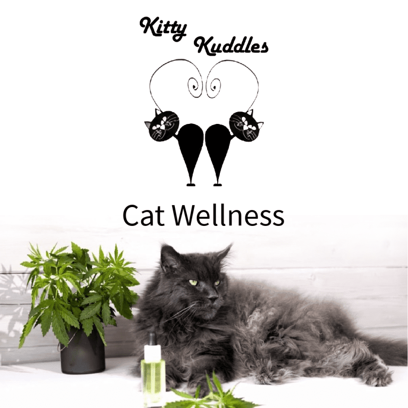 KK - Blog Cat Wellness