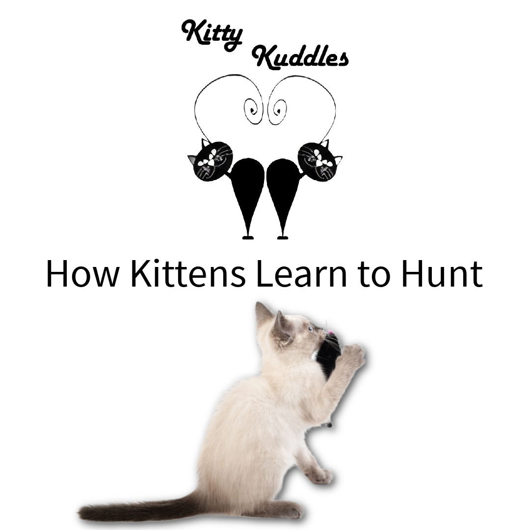 KK - Blog How Kittens Learn to Hunt