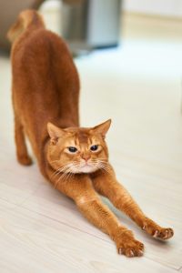 Cat stretch