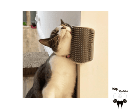 Cat Wall Grooming Brush