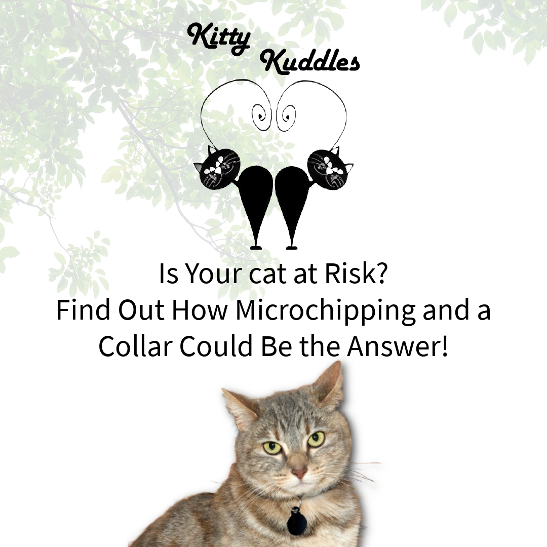KK - Blog Chip and Collar - Cat Safety