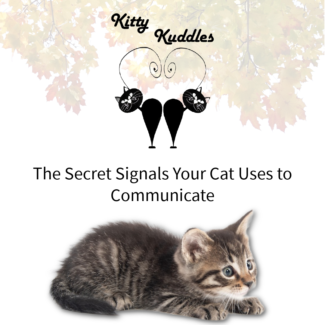 KK - Blog The Secret Signals Your Cat Uses to Communicate