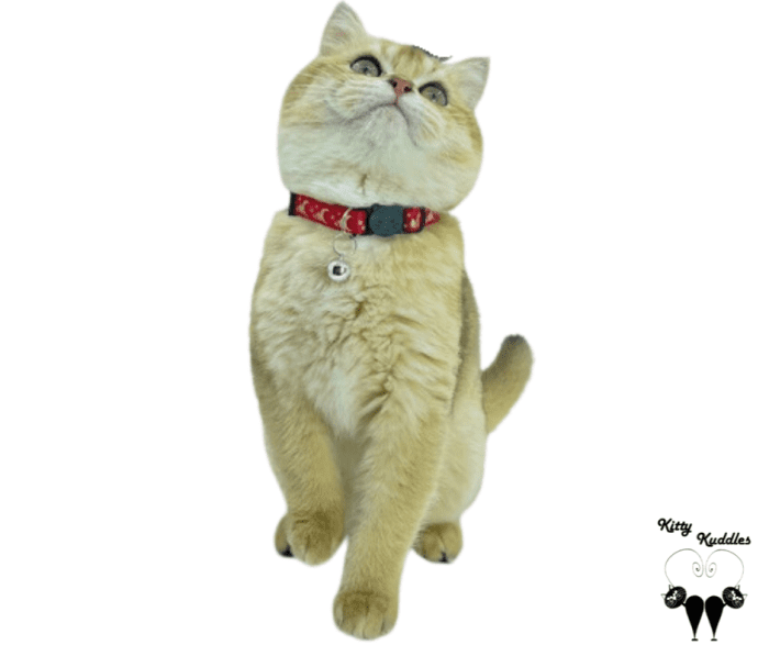 Cat wearing Cat collar with gilded moon & stars
